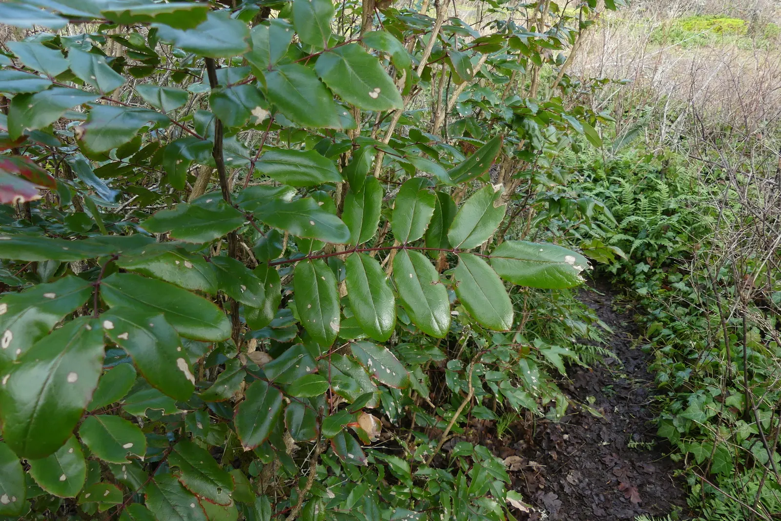 Oregon Grape (Mahonia Aquifolium) — scientifically known as Mahonia aquifolium; from well-drained sandy soil to clay, image 98