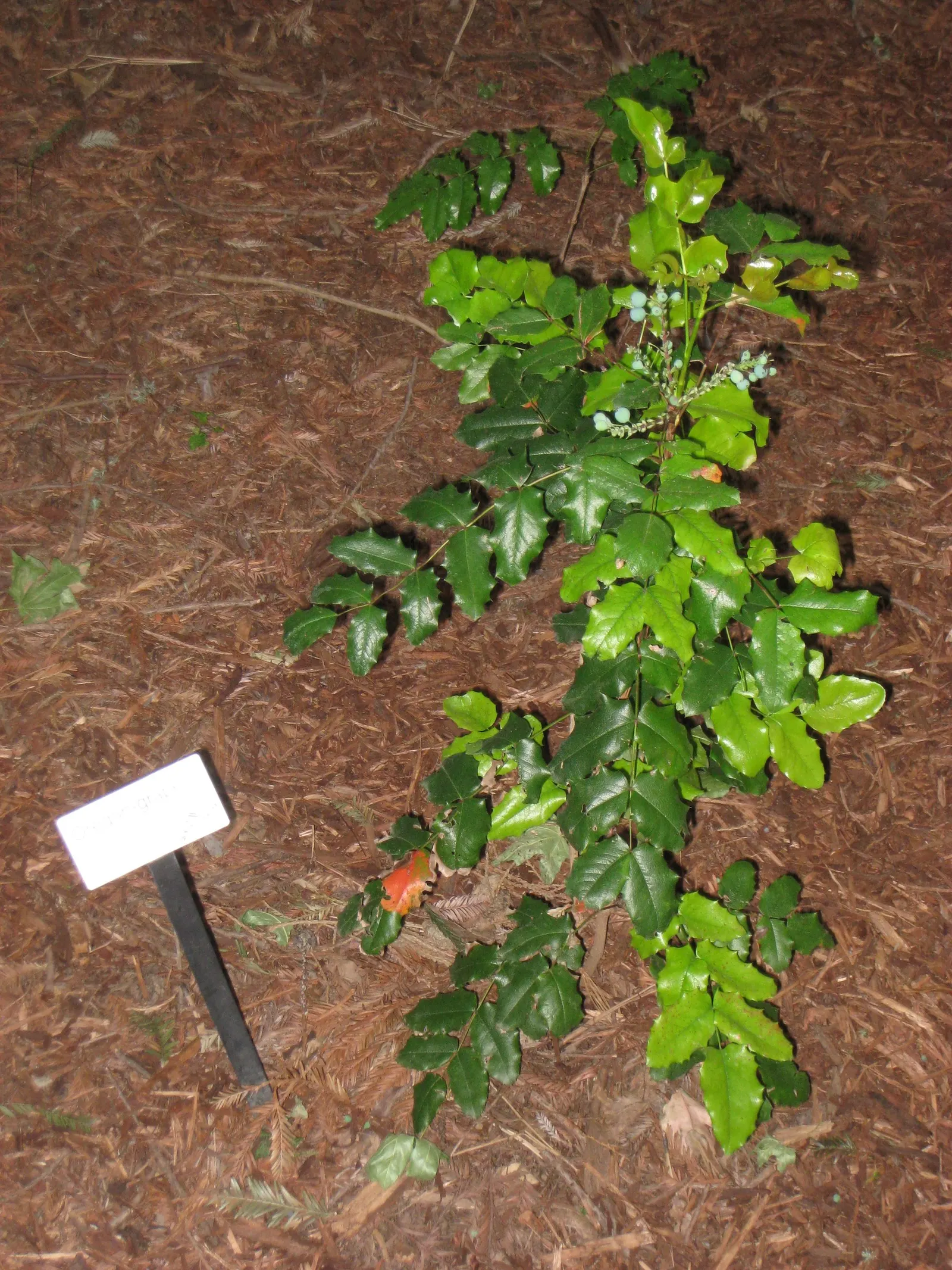 Oregon Grape (Mahonia Aquifolium) — Its yellow flowers bloom in early spring, followed by purple-blue berries; being an excellent choice for the, image 182