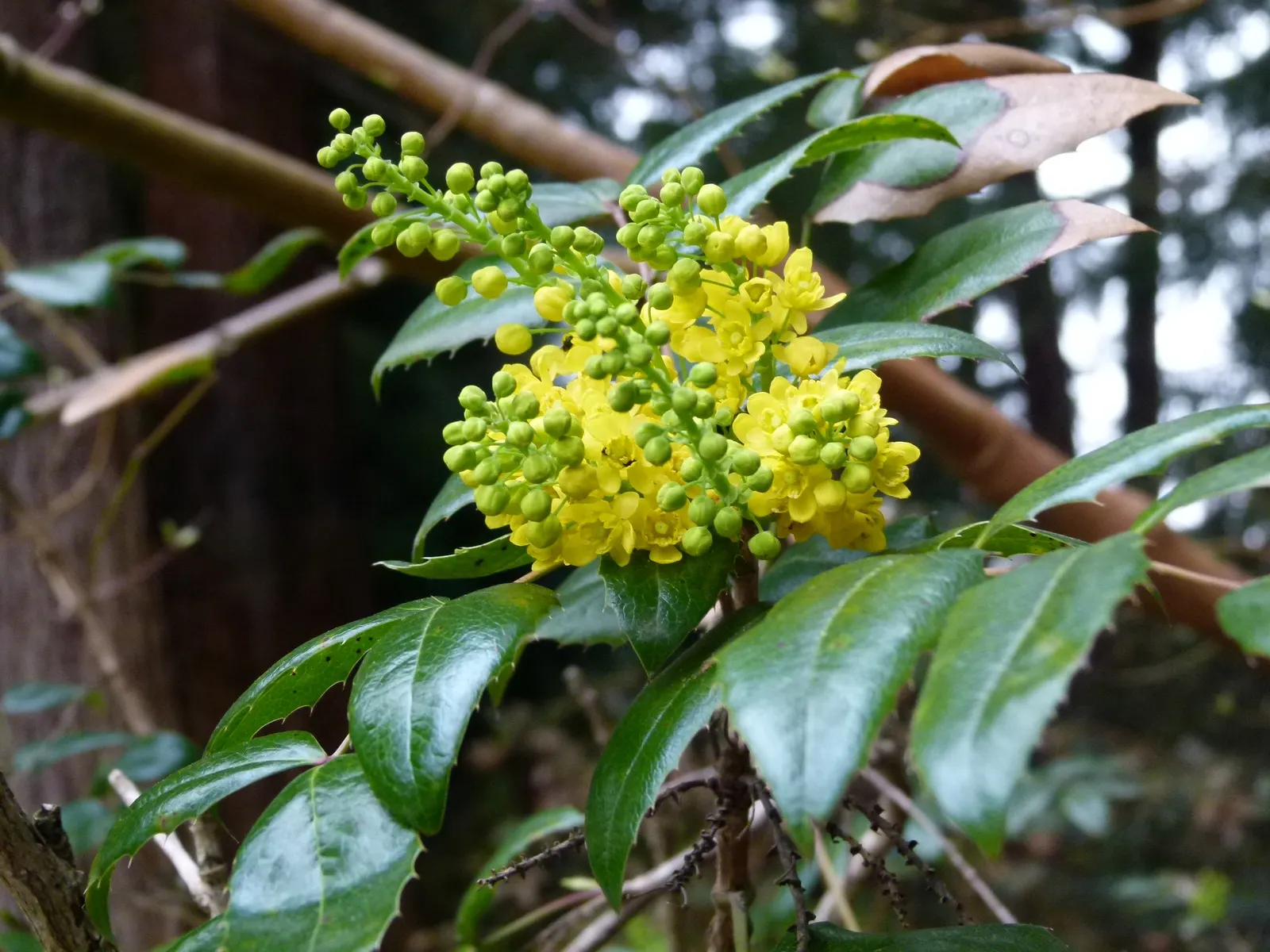 Oregon Grape (Mahonia Aquifolium) — With a moderate growth rate; though it tolerates full sun in cooler climates, image 102