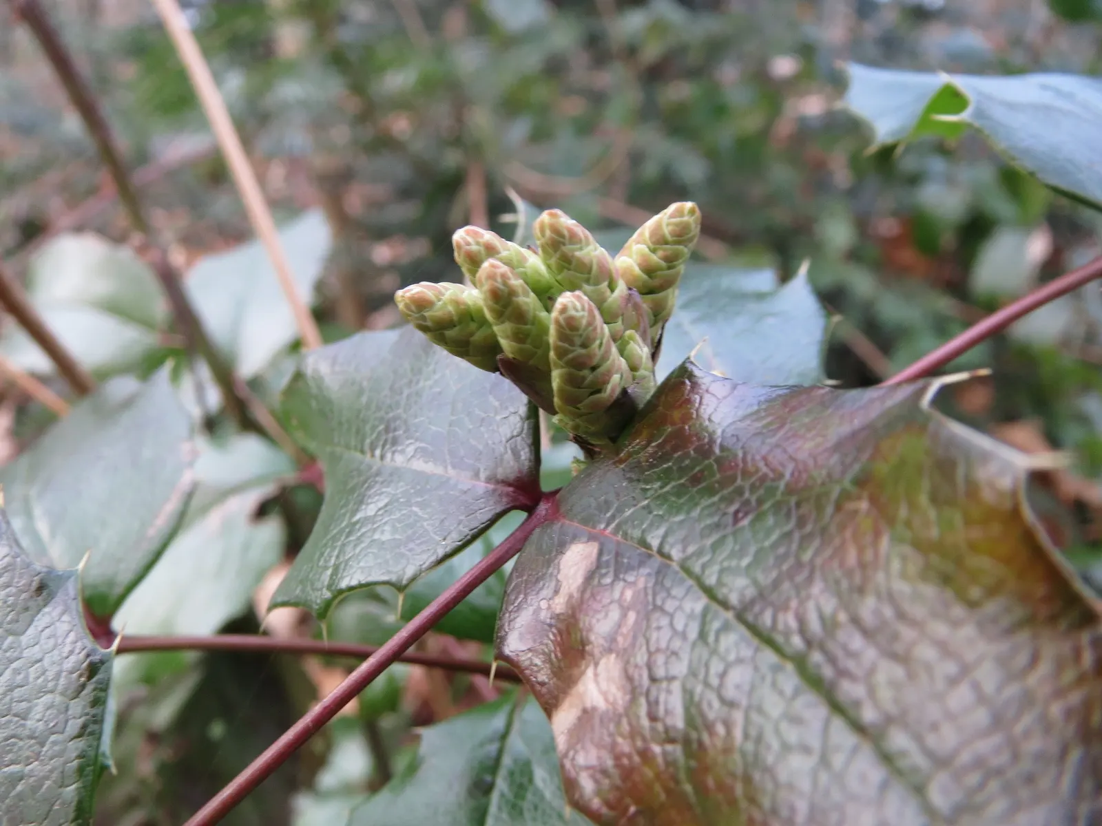 Oregon Grape (Mahonia Aquifolium) — prefers well-drained soil; drought tolerant once established, image 184