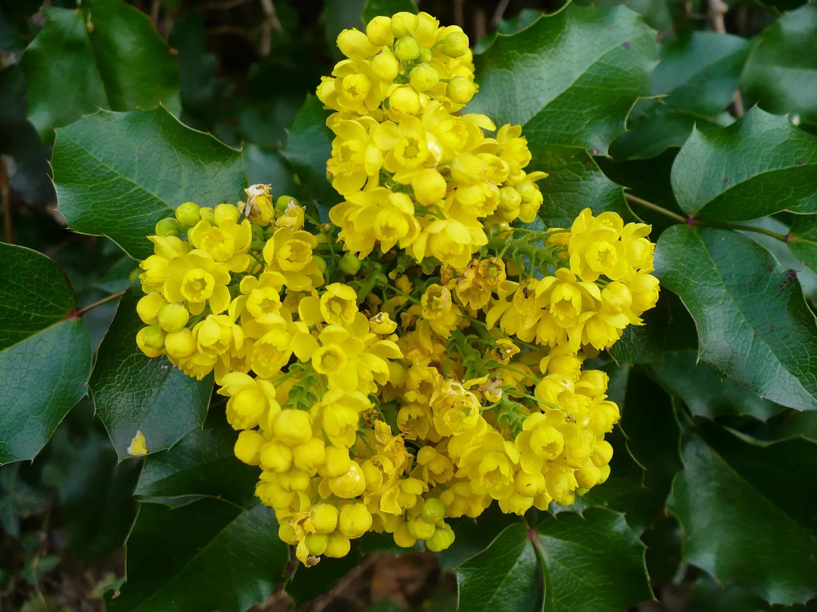 Oregon Grape (Mahonia Aquifolium) — edible blue-black berries by late summer; it is admired for both its ornamental and ecological value, image 109