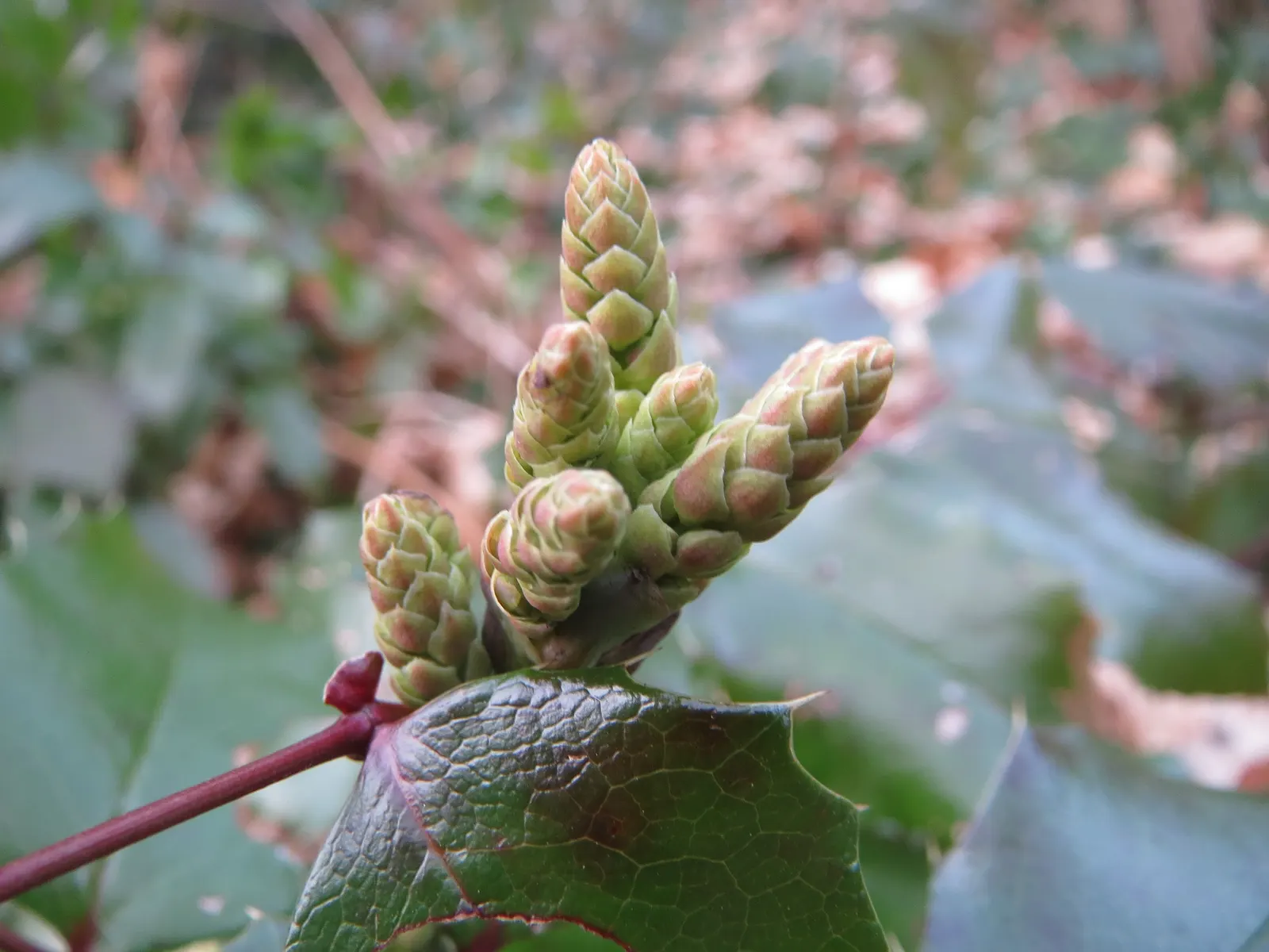 Oregon Grape (Mahonia Aquifolium) — Oregon Grape (Mahonia aquifolium) is an evergreen shrub with holly-like leaves, reaching heights of 3-6ft, image 181