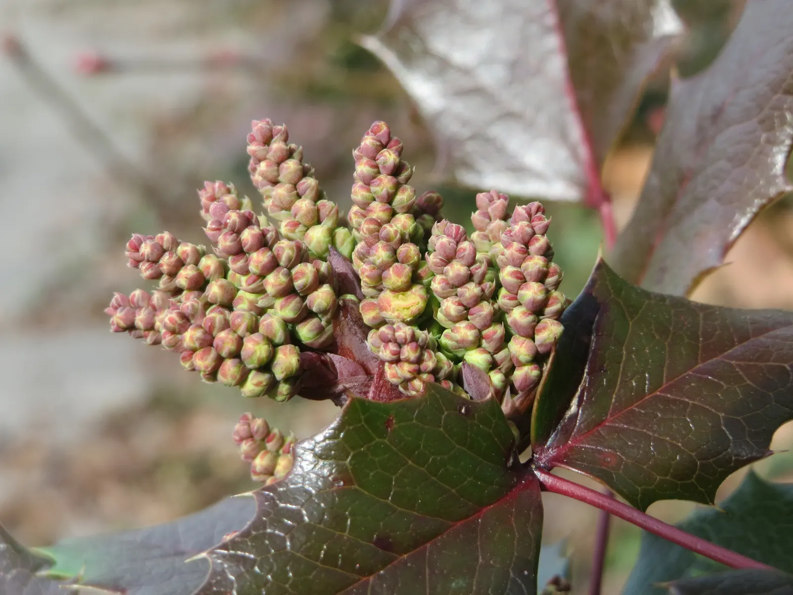 Oregon Grape (Mahonia Aquifolium) — provided that the soil is not overly wet; and each leaflet measuring up to 3 inches long, image 174