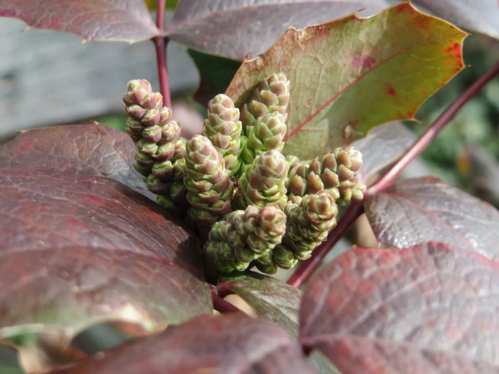 Oregon Grape (Mahonia Aquifolium) — Oregon Grape is a low-maintenance addition to the landscape; broadleaf evergreen / shrub with yellow blooms, image 176