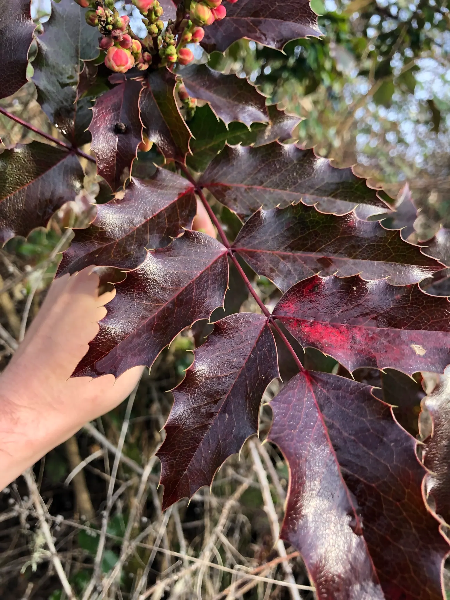 Oregon Grape (Mahonia Aquifolium) — though it tolerates full sun in cooler climates; provided that the soil is not overly wet, image 171