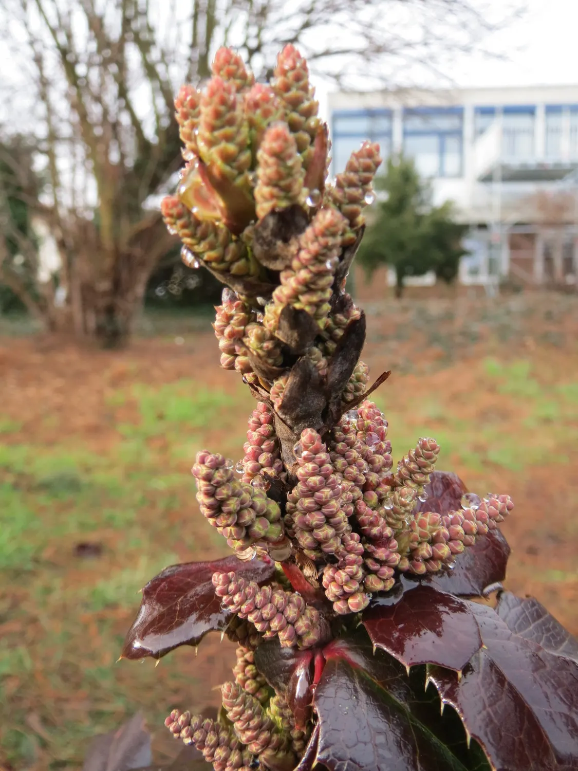 Oregon Grape (Mahonia Aquifolium) — this plant typically achieves a height of 3 to 6 feet and spreads approximately 2 to 5 feet wide