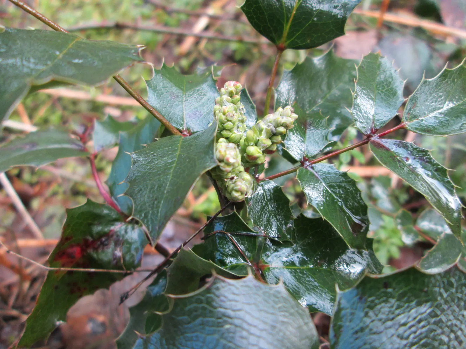 Oregon Grape (Mahonia Aquifolium) — edible blue-black berries by late summer; it is admired for both its ornamental and ecological value, image 169
