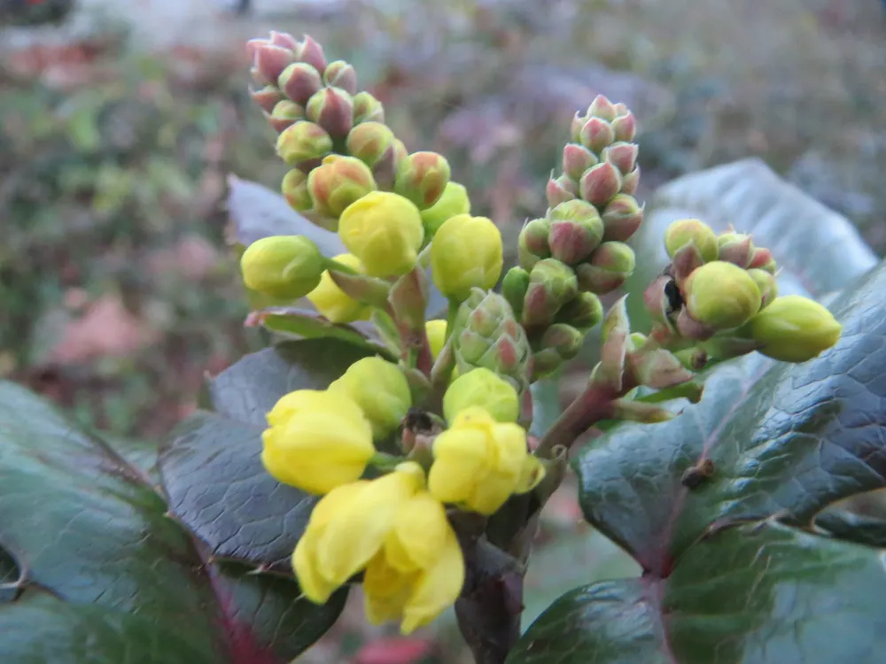 Oregon Grape (Mahonia Aquifolium) — offering year-round interest and attracting local wildlife with its nectar and fruits; these dark green, glossy, image 187