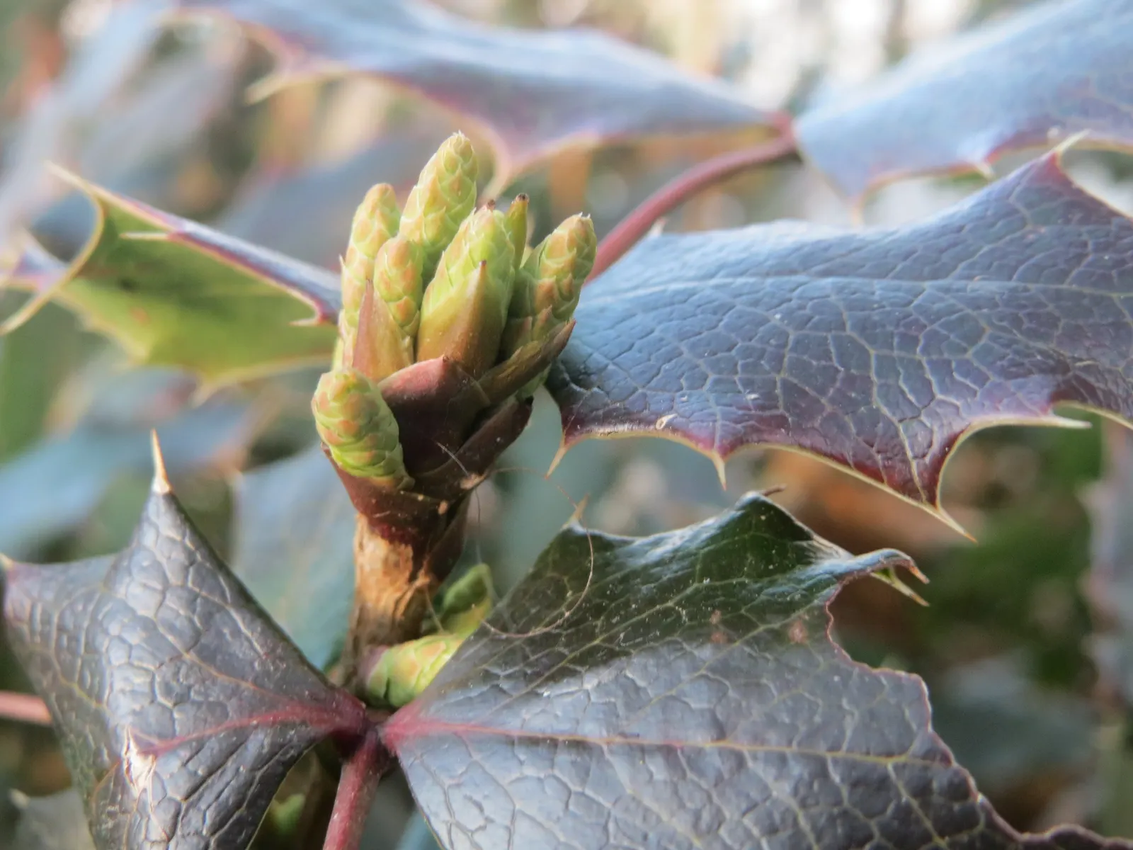Oregon Grape (Mahonia Aquifolium) — each close to 3 inches in length; this low-maintenance plant thrives in partial to full shade, image 168