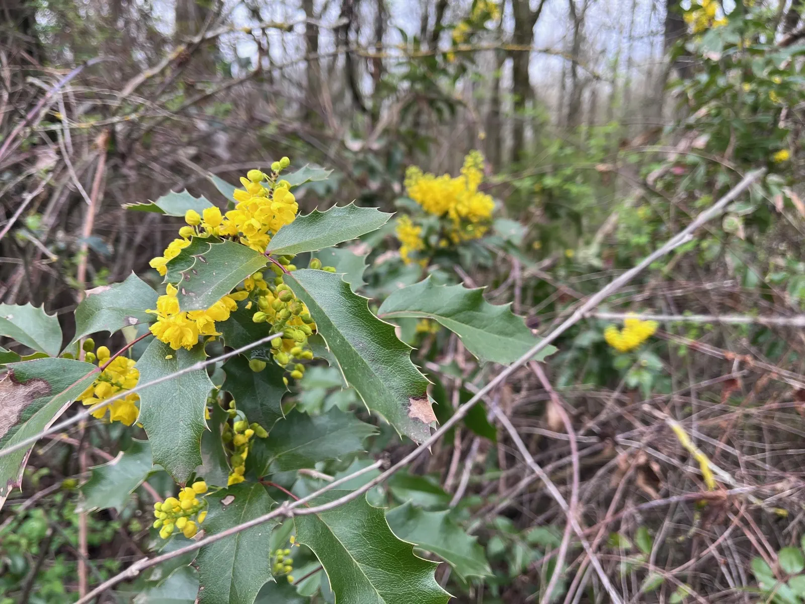 Oregon Grape (Mahonia Aquifolium) — being an excellent choice for the thoughtful landscape designer; with 5 to 9 leaflets per leaf