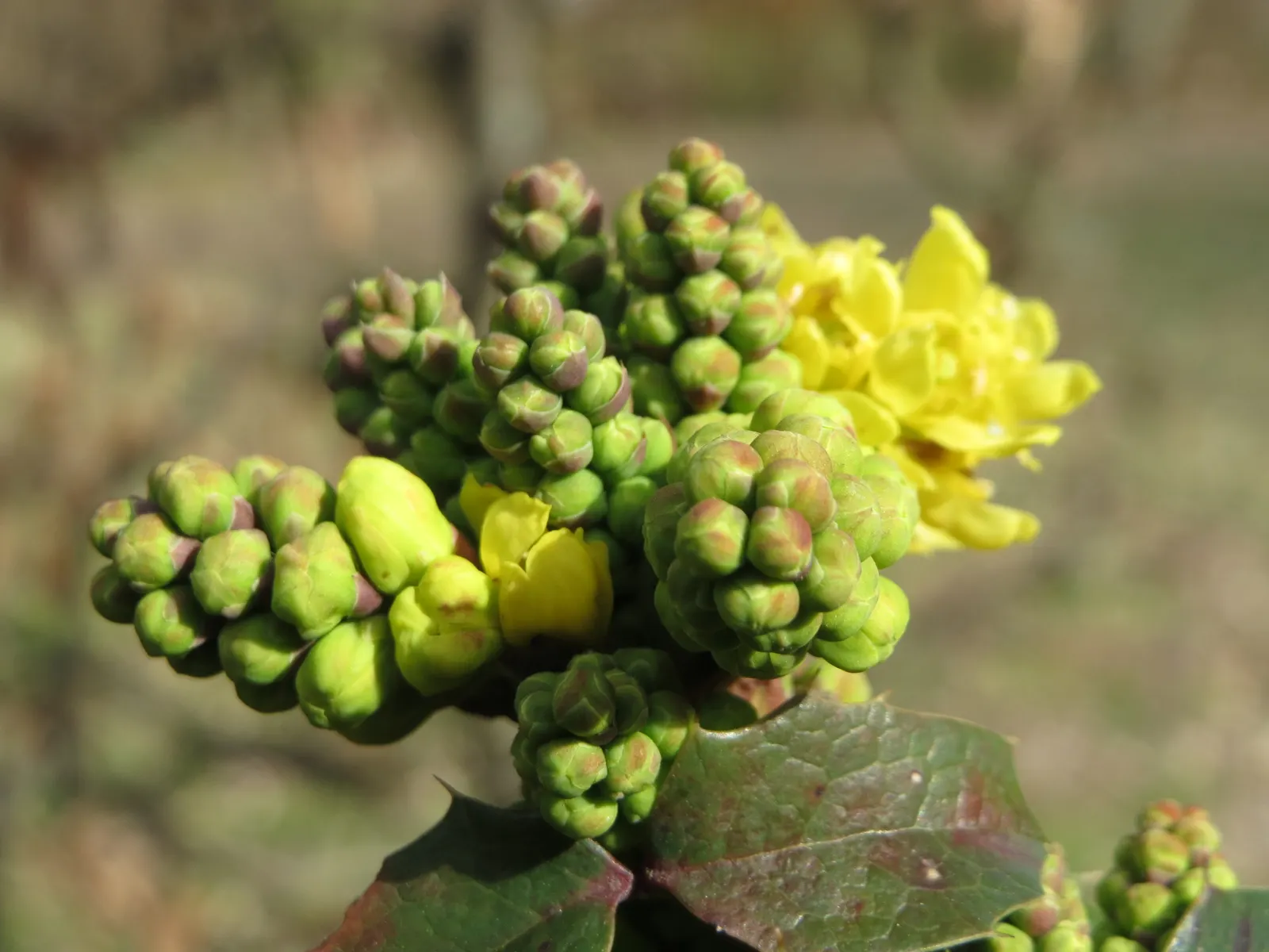 Oregon Grape (Mahonia Aquifolium) — It serves as an excellent ground cover or barrier plant; is a distinguished evergreen shrub native to the, image 186