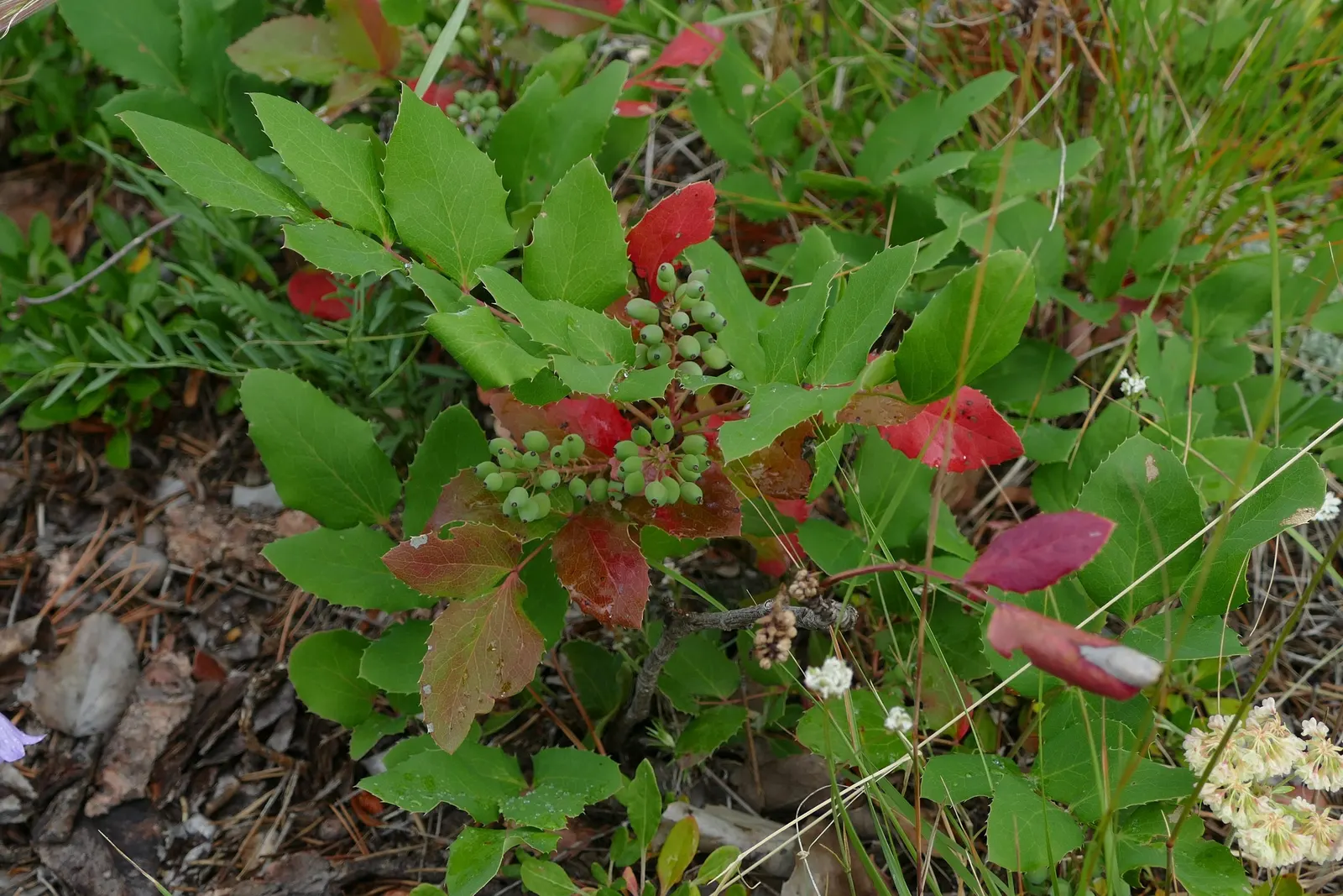 Oregon Grape (Mahonia Aquifolium) — Oregon Grape is a low-maintenance addition to the landscape; broadleaf evergreen / shrub with yellow blooms, image 116