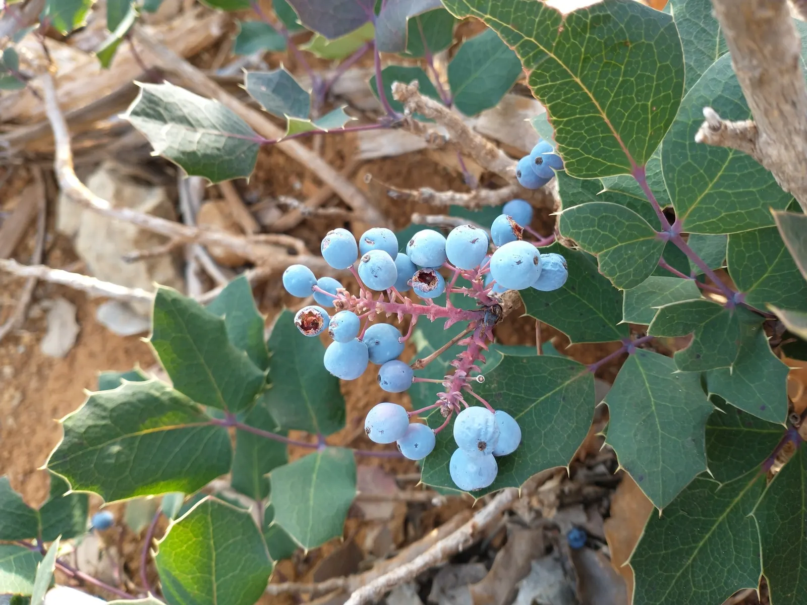 Oregon Grape (Mahonia Aquifolium) — requiring minimal care beyond occasional pruning to maintain its dense; it serves as an excellent ground cover, image 117