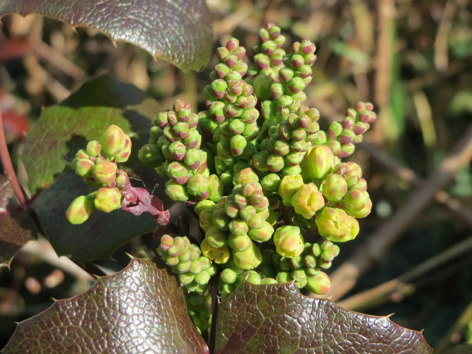 Oregon Grape (Mahonia Aquifolium) — from well-drained sandy soil to clay; scientifically known as Mahonia aquifolium, image 173