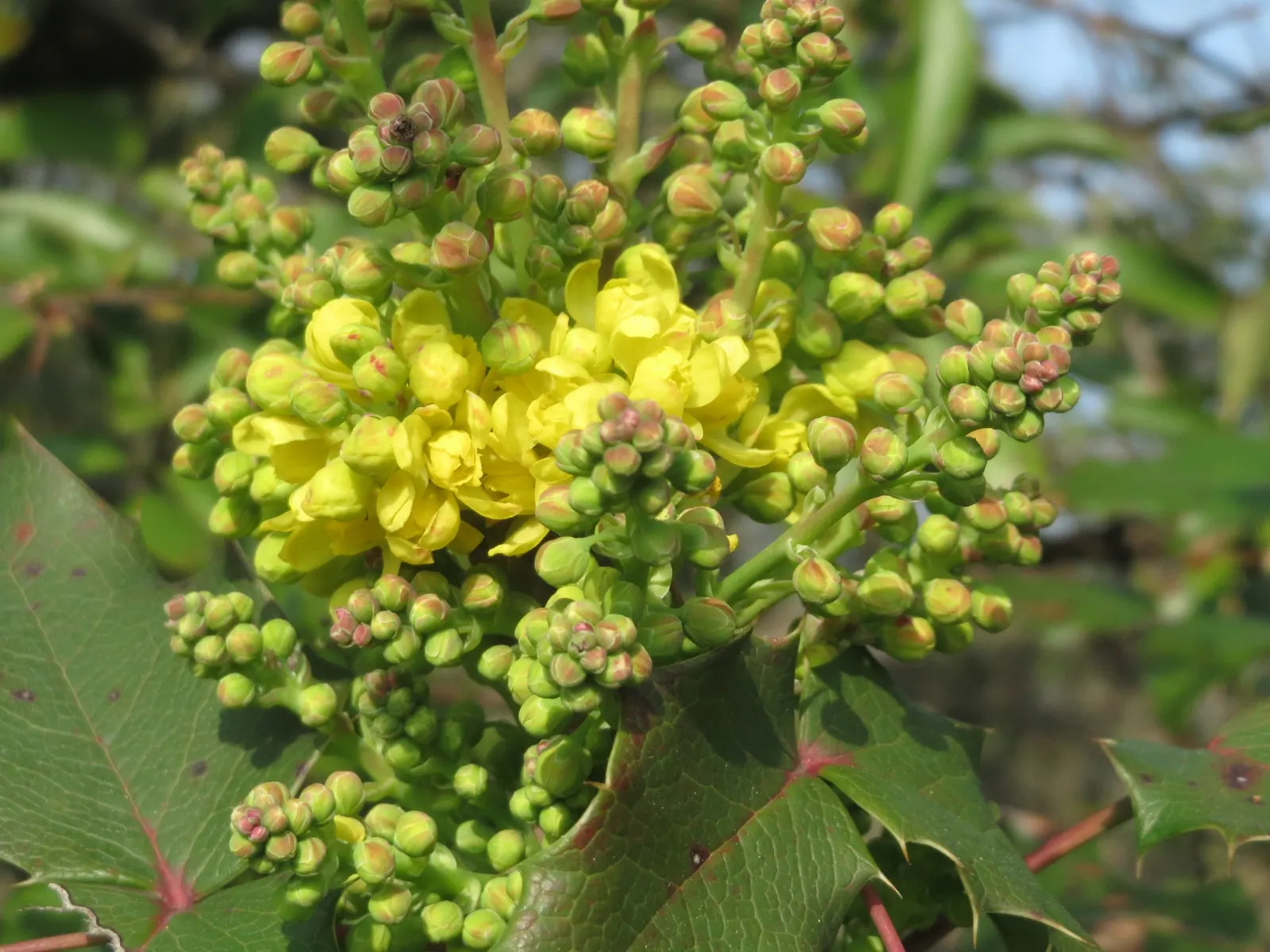 Oregon Grape (Mahonia Aquifolium) — being an excellent choice for the thoughtful landscape designer; with 5 to 9 leaflets per leaf, image 101
