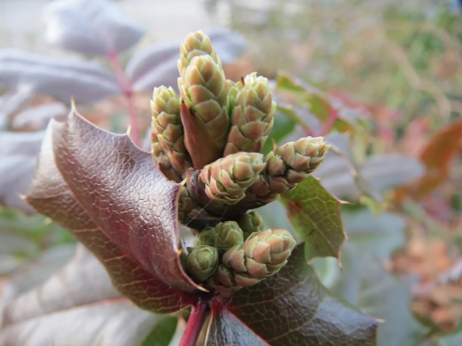 Oregon Grape (Mahonia Aquifolium) — and is hardy to -20&deg;F; its yellow flowers bloom in early spring, followed by purple-blue berries, image 185