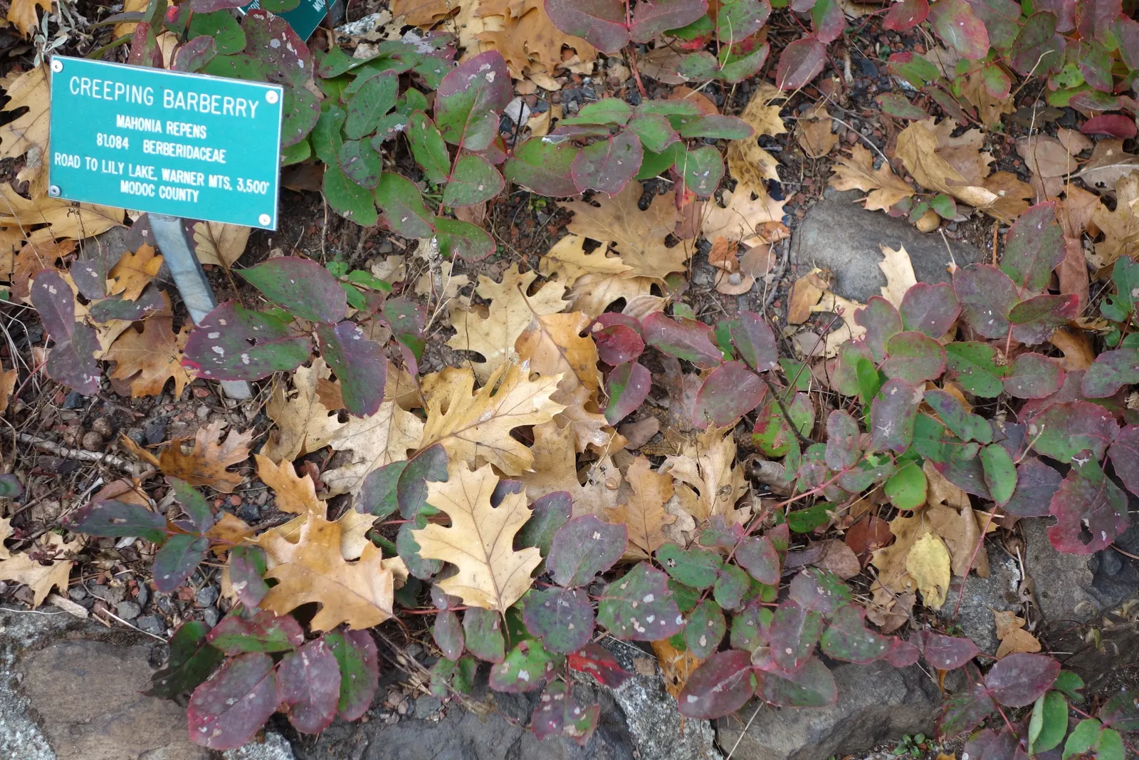 Oregon Grape (Mahonia Aquifolium) — though it tolerates full sun in cooler climates; provided that the soil is not overly wet, image 141