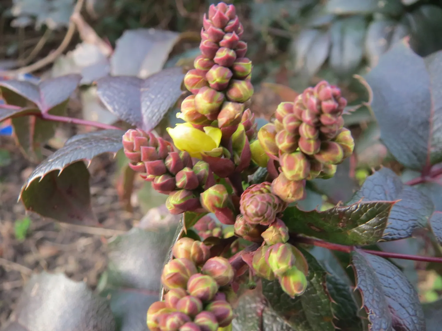 Oregon Grape (Mahonia Aquifolium) — This low-maintenance plant thrives in partial to full shade; each close to 3 inches in length, image 183