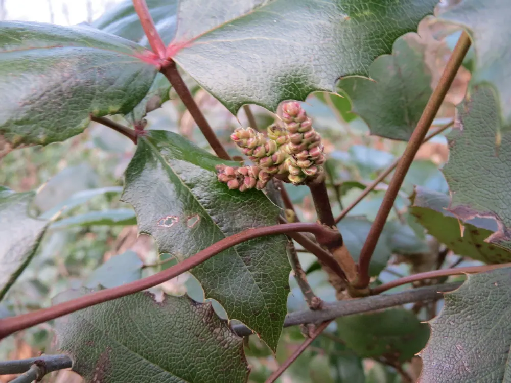 Oregon Grape (Mahonia Aquifolium) — being an excellent choice for the thoughtful landscape designer; with 5 to 9 leaflets per leaf, image 191