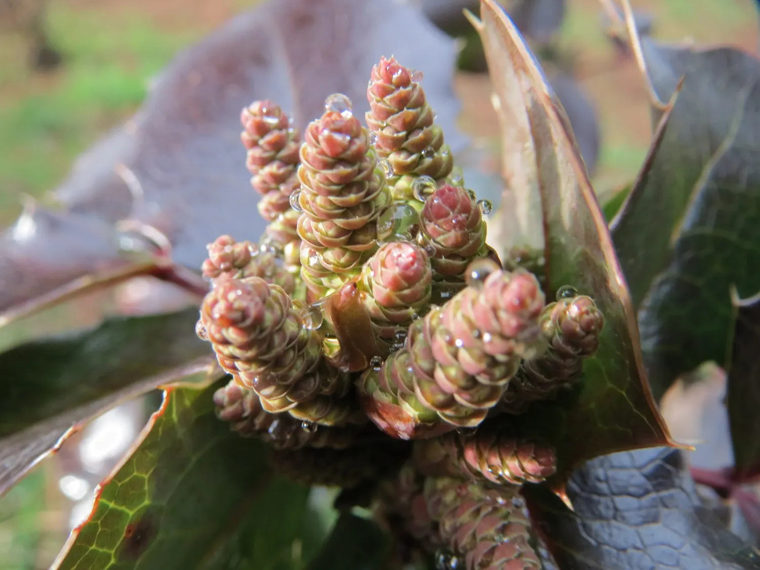 Oregon Grape (Mahonia Aquifolium) — broadleaf evergreen / shrub with yellow blooms; attract various bird species, image 179