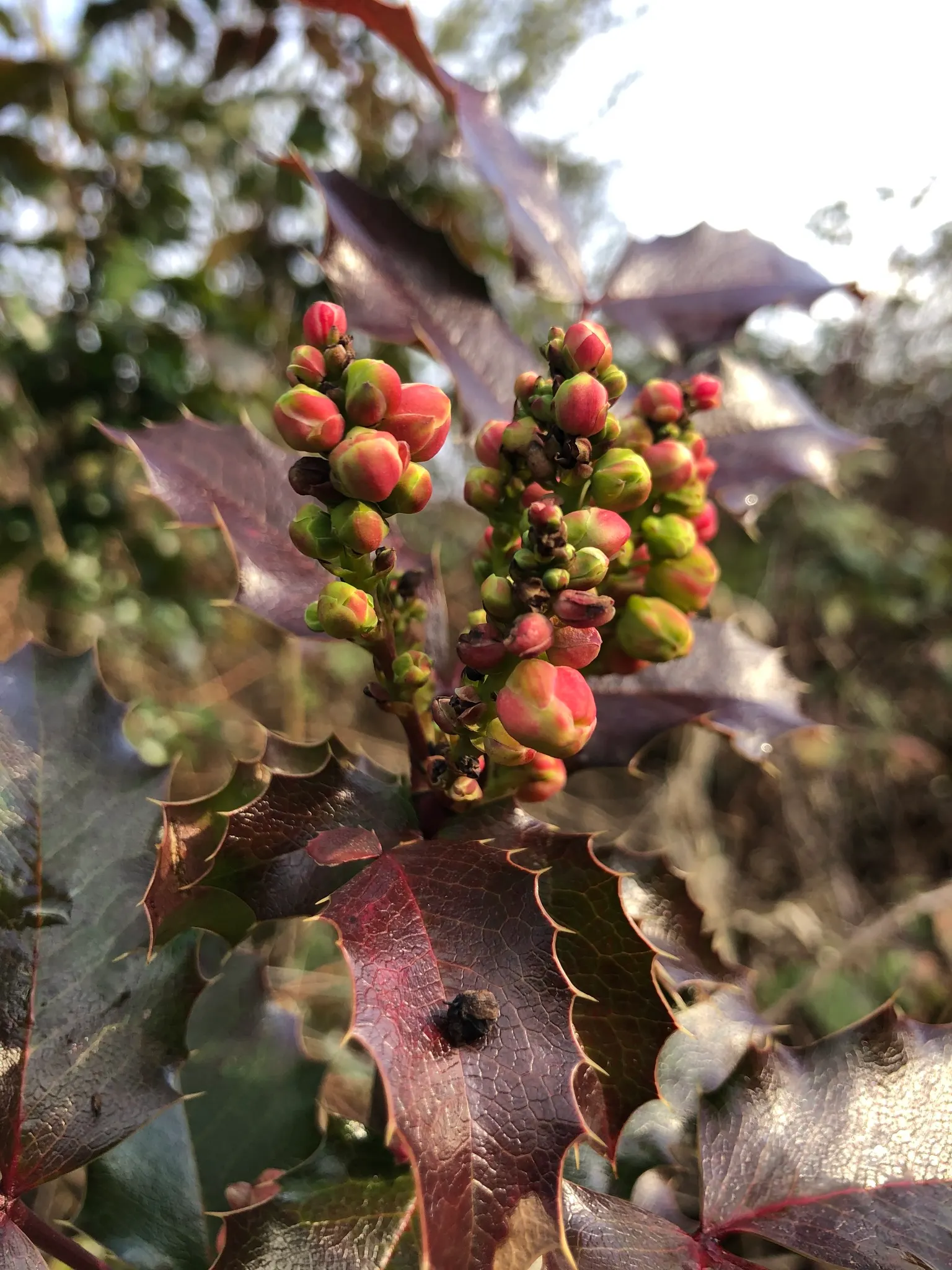 Oregon Grape (Mahonia Aquifolium) — attract various bird species; the Oregon Grape produces vibrant yellow flower clusters, image 170