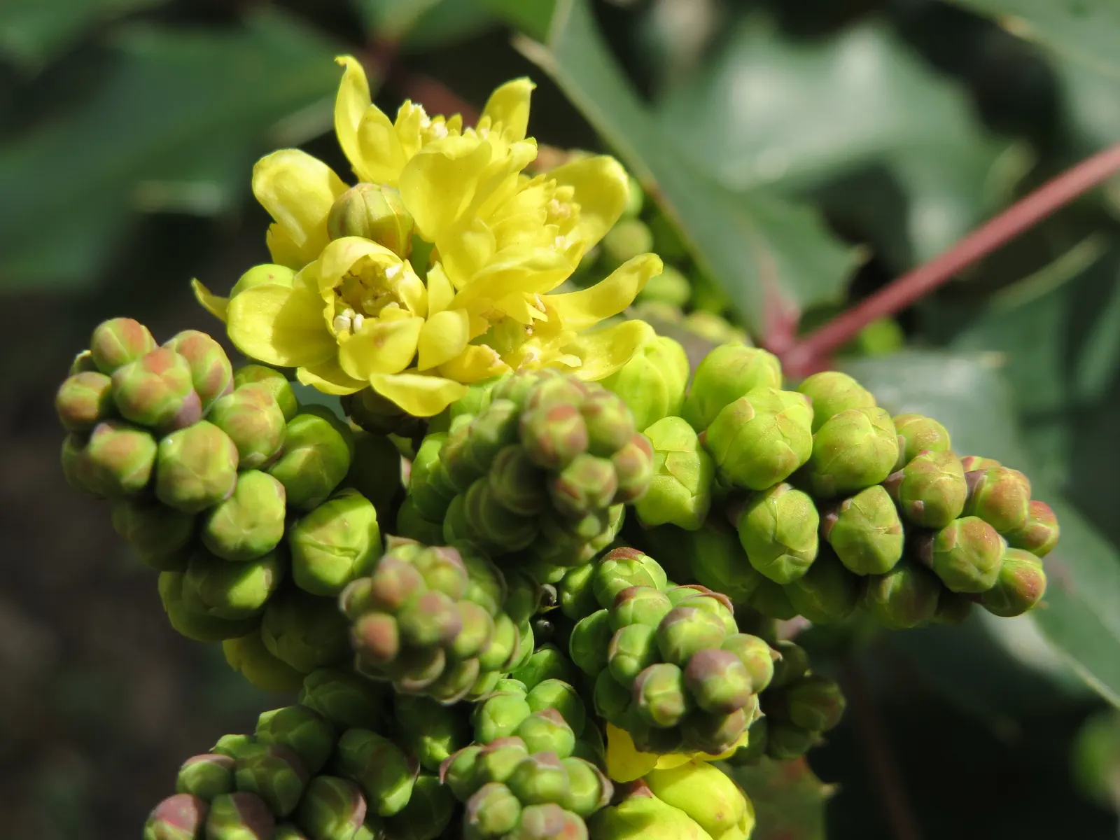 Oregon Grape (Mahonia Aquifolium) — It is adaptable to a range of soil conditions; oregon Grape (Mahonia aquifolium) is an evergreen shrub with, image 172
