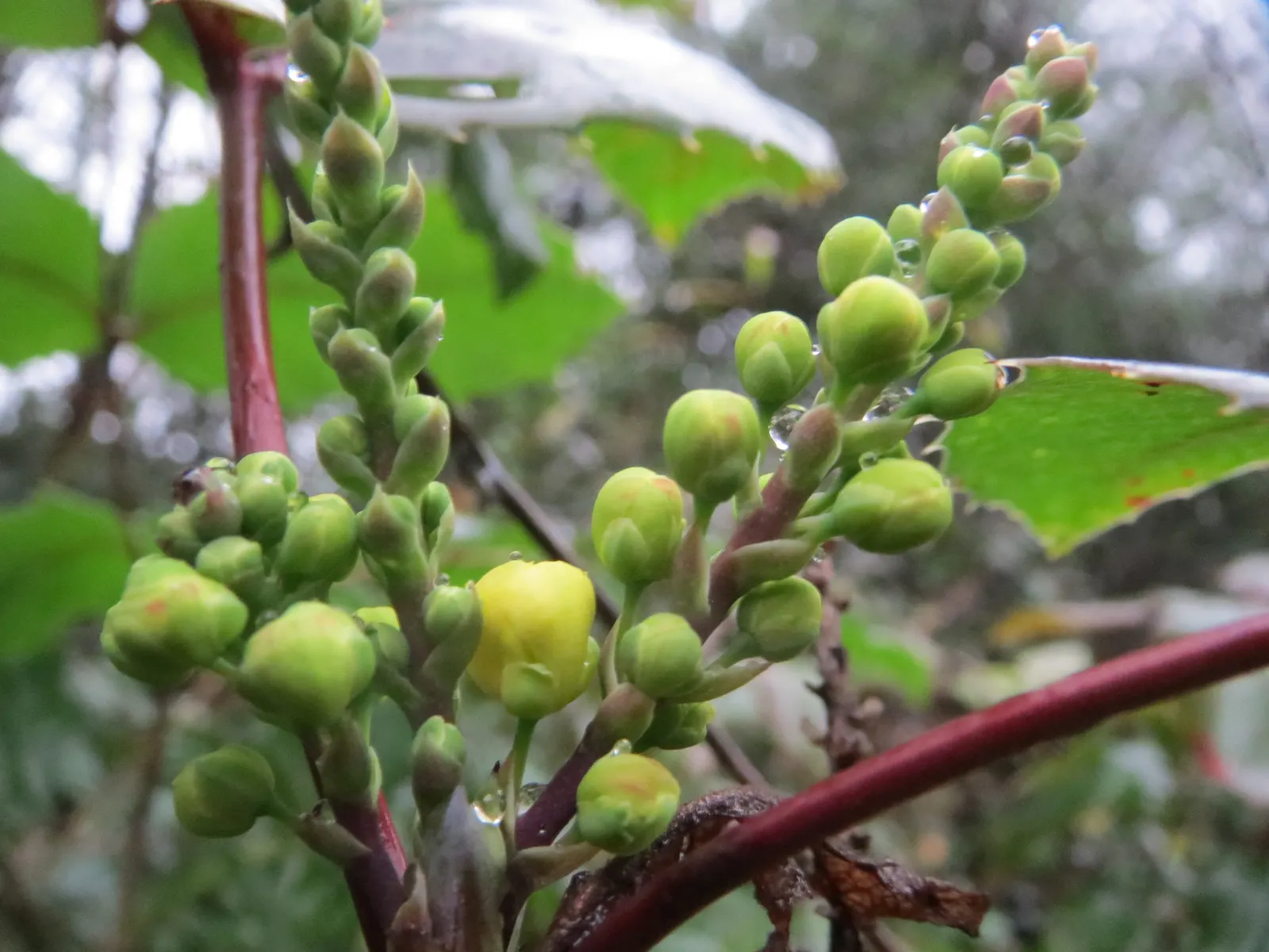 Oregon Grape (Mahonia Aquifolium) — prefers well-drained soil; drought tolerant once established, image 64