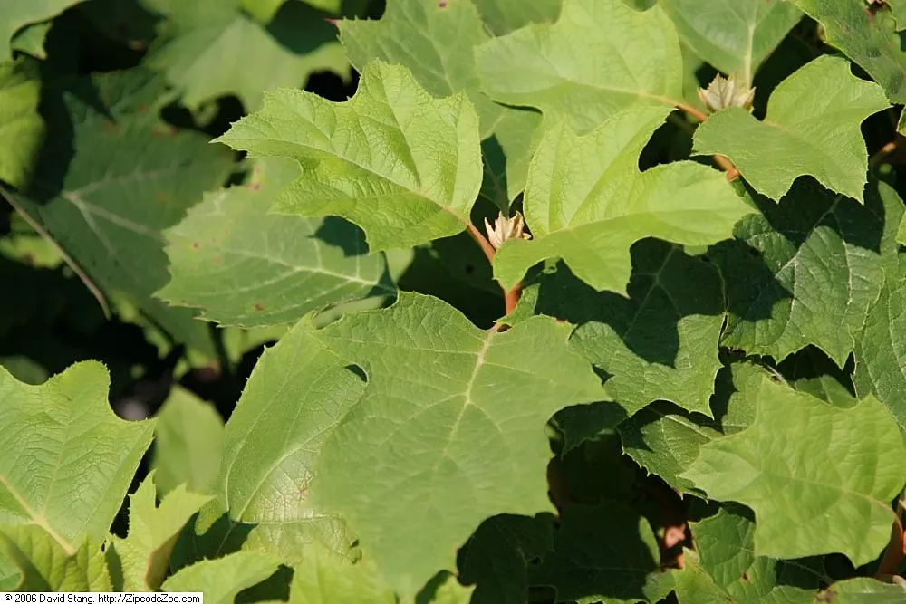 Alice Oak Leaf Hydrangea (Hydrangea Quercifolia 'Alice') — this low-maintenance hydrangea adds year-round interest and is hardy in USDA zones 5-9