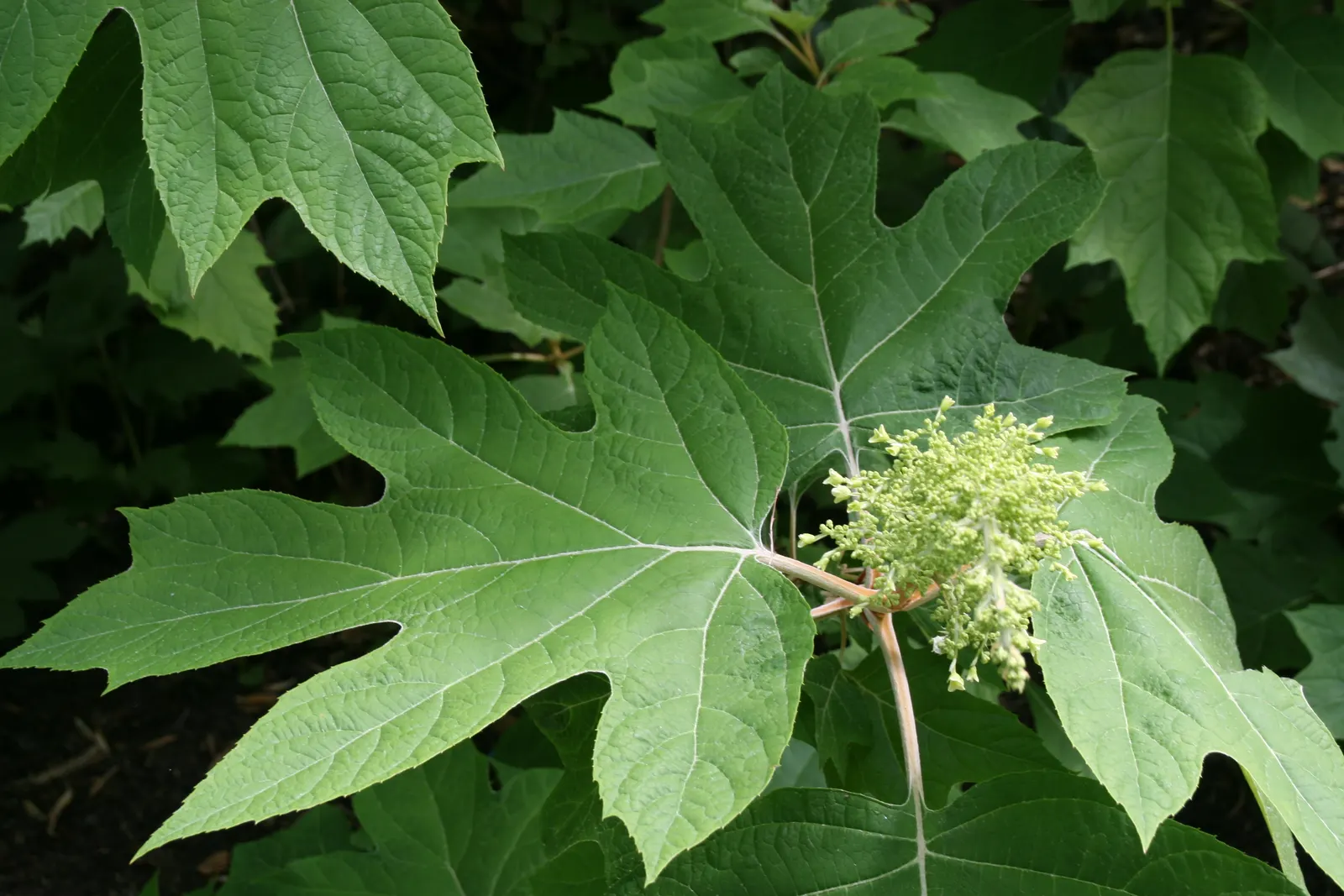 Alice Oak Leaf Hydrangea (Hydrangea Quercifolia 'Alice') — The 'Alice' Oakleaf Hydrangea is a striking deciduous shrub