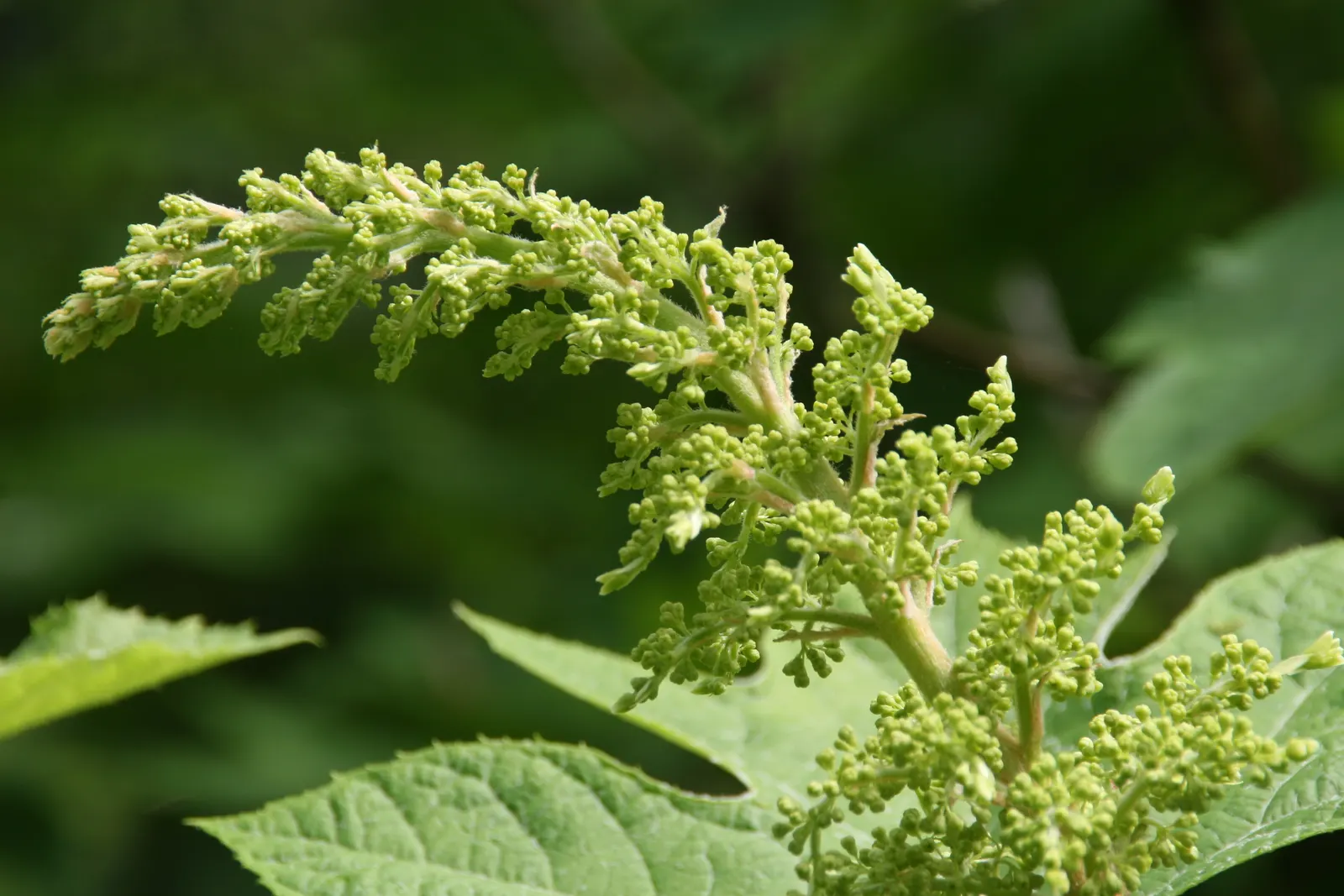 Alice Oak Leaf Hydrangea (Hydrangea Quercifolia 'Alice') — Preferring partial shade and well-drained soil