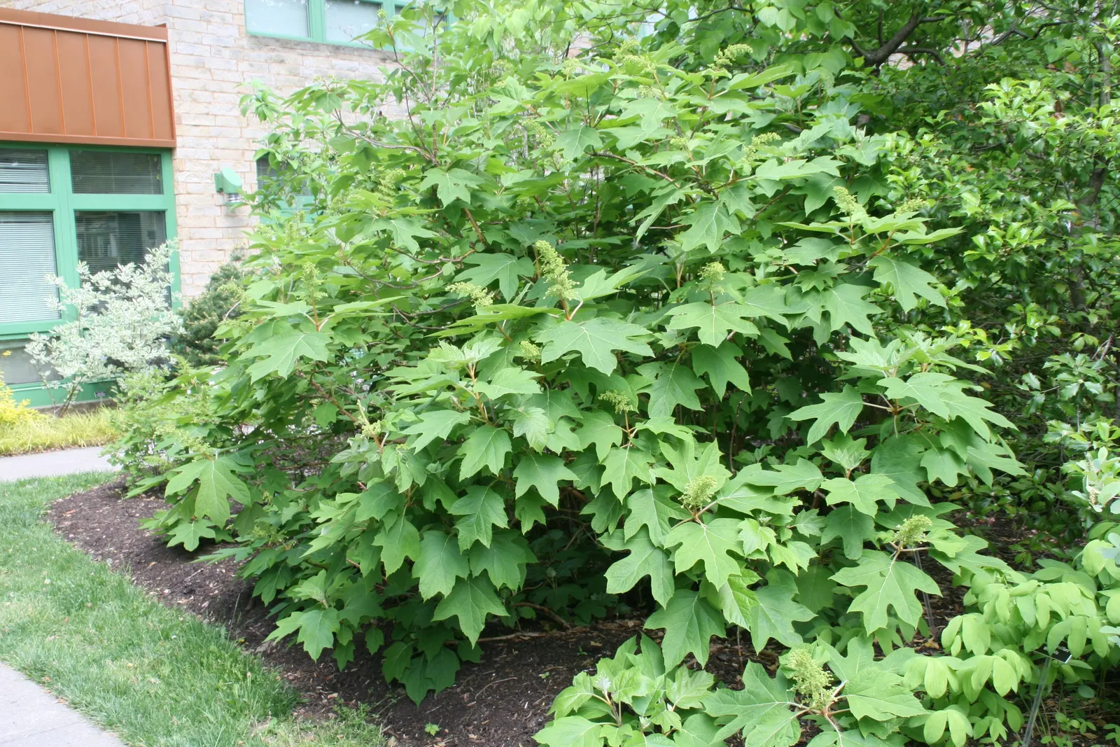 Alice Oak Leaf Hydrangea (Hydrangea Quercifolia 'Alice') — Ideal for borders and woodland gardens