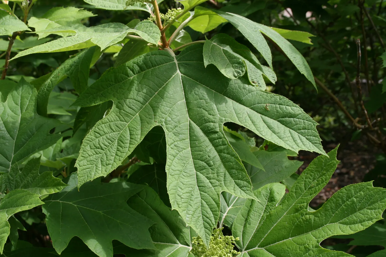 Alice Oak Leaf Hydrangea (Hydrangea Quercifolia 'Alice') — oakleaf-shaped leaves and elongated conical clusters of white blooms that fade to pink