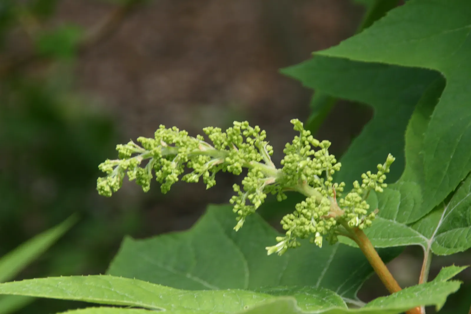 Alice Oak Leaf Hydrangea (Hydrangea Quercifolia 'Alice') — It matures to about 5-8 feet in height and width, offering rich autumnal hues as foliage turns to