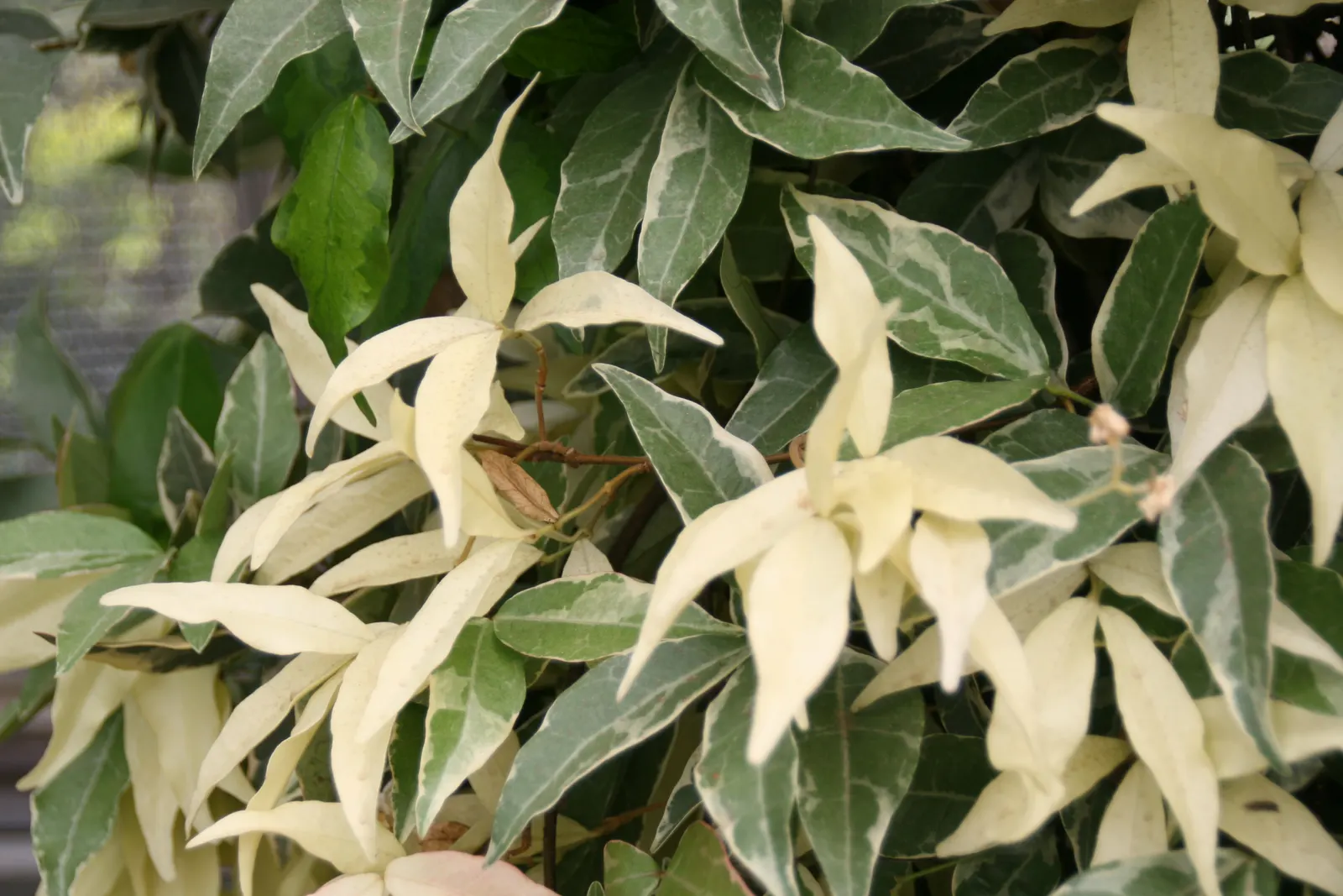 Yellow Star Jasmine (Trachelospermum Asiaticum) — It performs well in full sun to partial shade and prefers well-drained soil; is an evergreen vine appreciated
