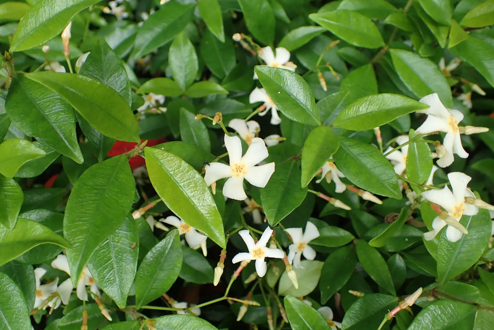 Yellow Star Jasmine (Trachelospermum Asiaticum) — This hardy plant thrives in USDA zones 7b to 10, reaching up to 9 ft tall and 5 ft wide; the plant produces