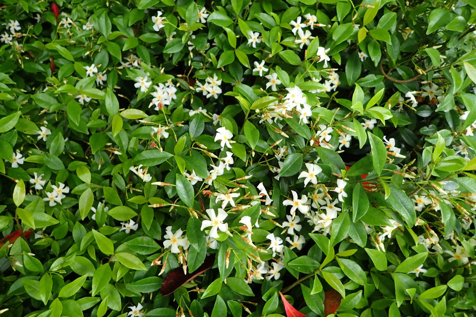 Yellow Star Jasmine (Trachelospermum Asiaticum) — providing excellent coverage for up to 20 square feet; each approximately 1 inch in diameter.<br><br>For