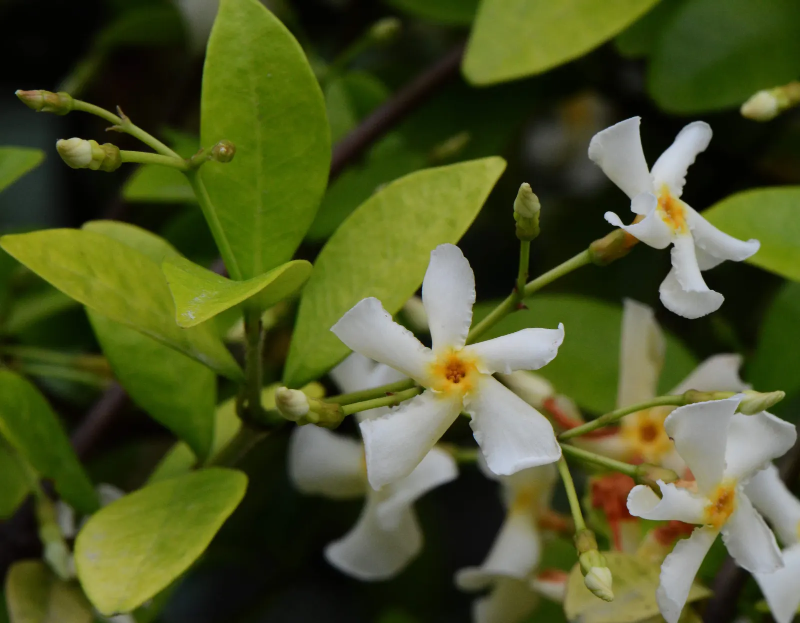 Yellow Star Jasmine (Trachelospermum Asiaticum) — it demonstrates moderate drought tolerance; yellow Star Jasmine is perfect for trellises