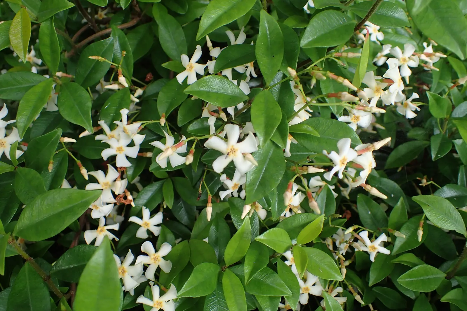 Yellow Star Jasmine (Trachelospermum Asiaticum) — is a vibrant and versatile evergreen vine that brings a touch of exotic elegance to any landscape design