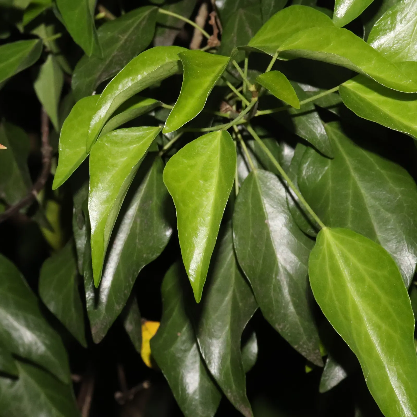 Yellow Star Jasmine (Trachelospermum Asiaticum) — This hardy plant flourishes in USDA hardiness zones 7b through 10