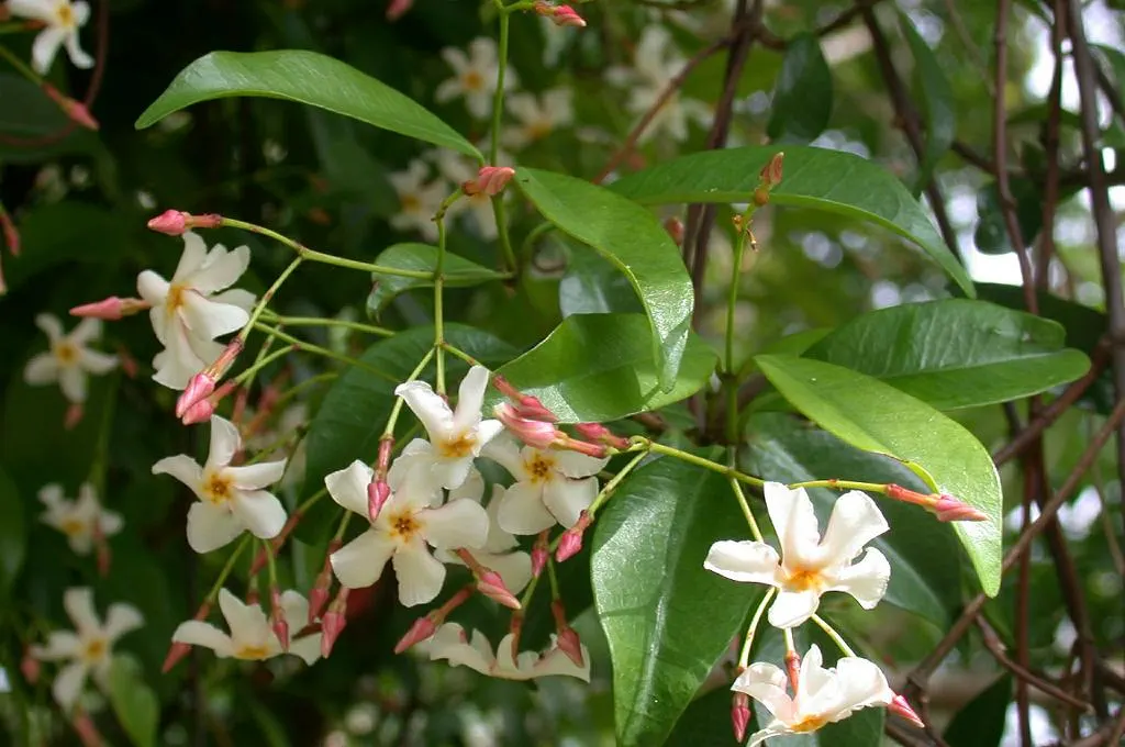 Yellow Star Jasmine (Trachelospermum Asiaticum) — typically from late spring into summer