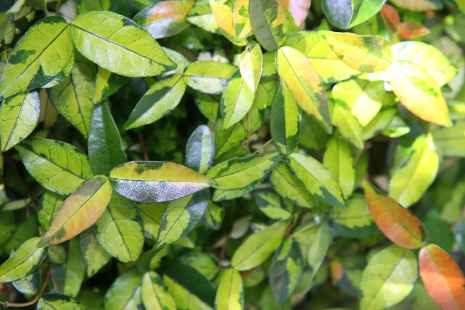 Yellow Star Jasmine (Trachelospermum Asiaticum) — providing excellent coverage for up to 20 square feet
