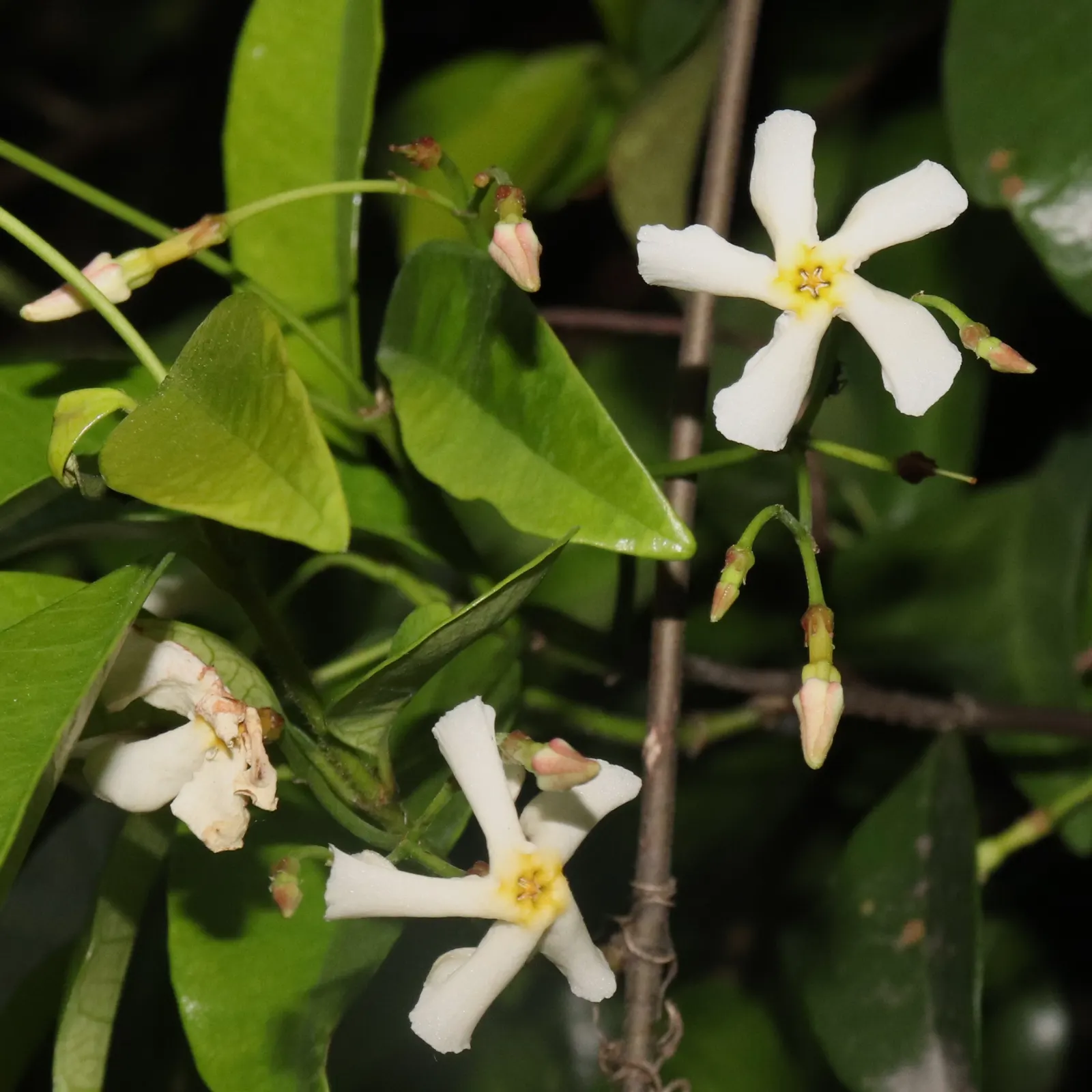 Yellow Star Jasmine (Trachelospermum Asiaticum) — each approximately 1 inch in diameter.<br><br>For optimal growth