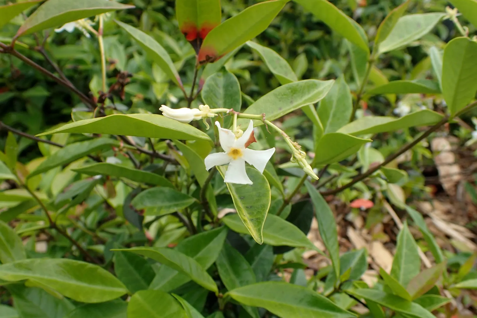 Yellow Star Jasmine (Trachelospermum Asiaticum) — It performs well in full sun to partial shade and prefers well-drained soil