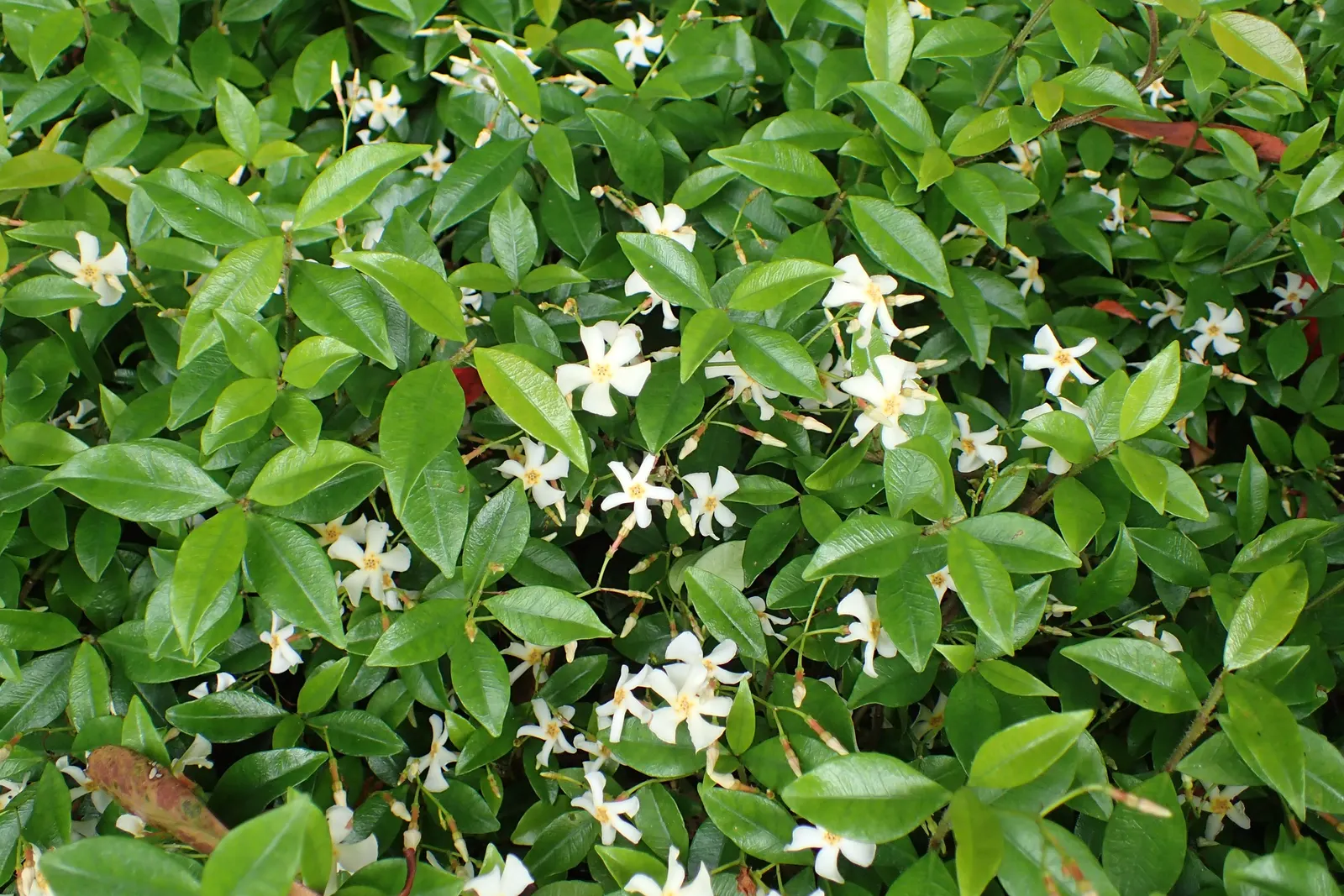 Yellow Star Jasmine (Trachelospermum Asiaticum) — leathery leaves are small to medium in size