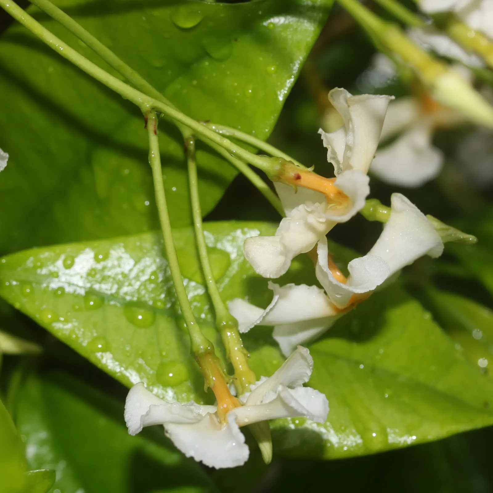 Yellow Star Jasmine (Trachelospermum Asiaticum) — scientifically known as Trachelospermum asiaticum