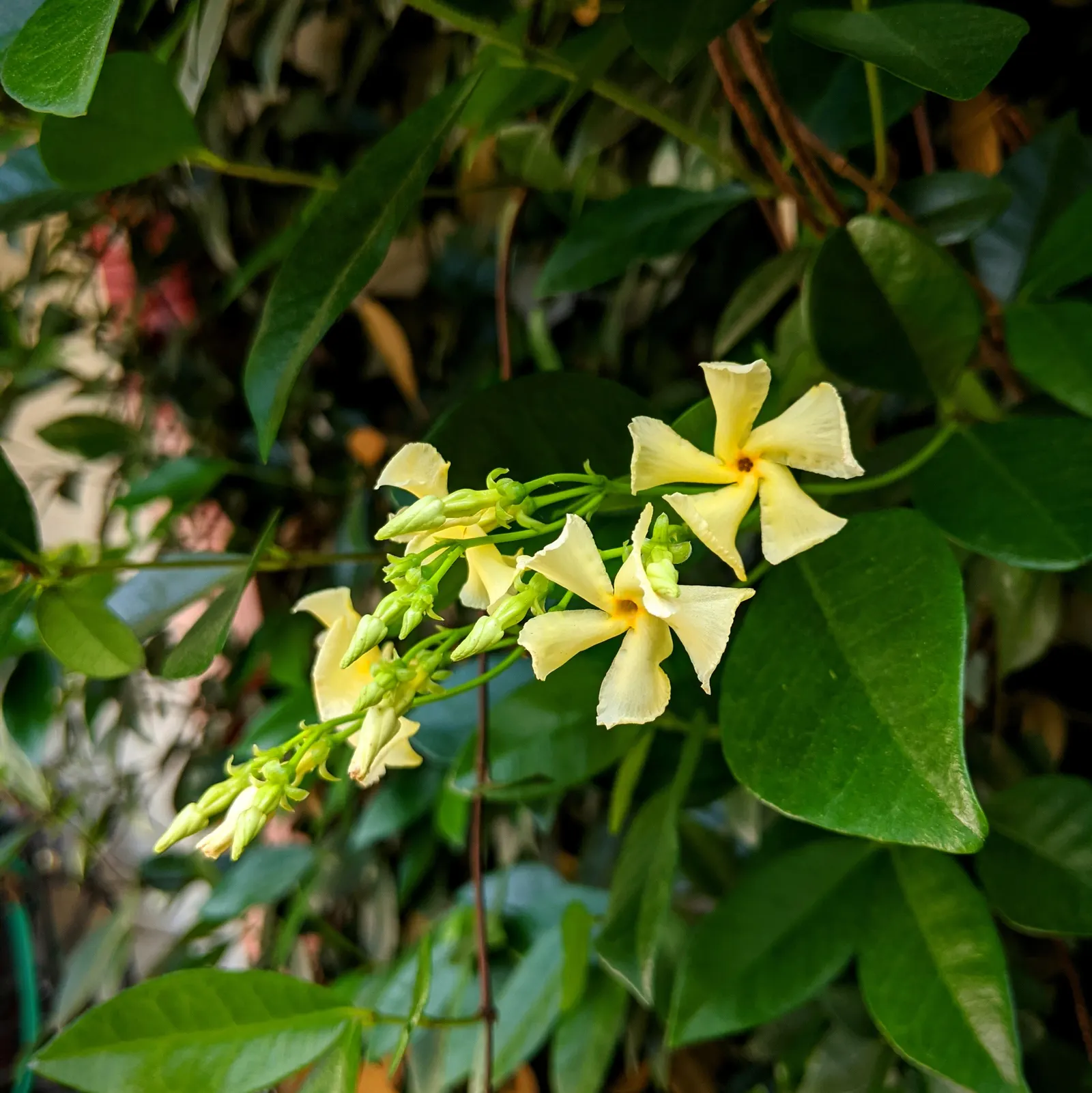 Yellow Star Jasmine (Trachelospermum Asiaticum) — is an evergreen vine appreciated for its fragrant; it demonstrates moderate drought tolerance
