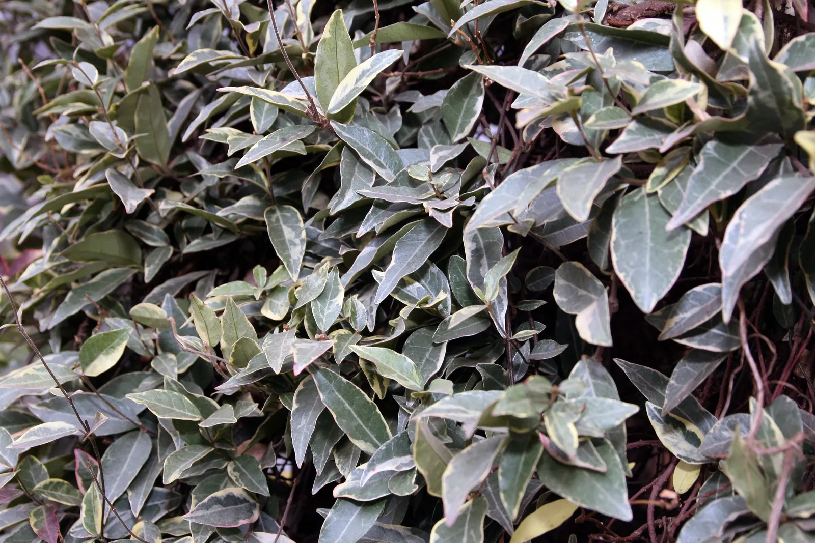 Yellow Star Jasmine (Trachelospermum Asiaticum) — is a vibrant and versatile evergreen vine that brings a touch of exotic elegance to any landscape, image 31