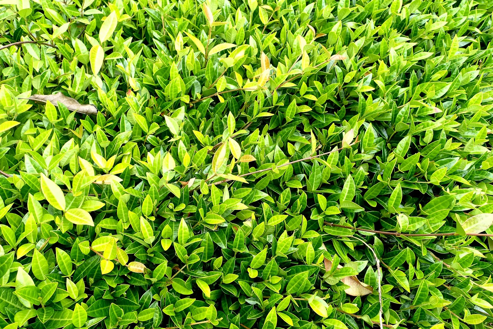 Yellow Star Jasmine (Trachelospermum Asiaticum) — typically from late spring into summer; commonly called Yellow Star Jasmine