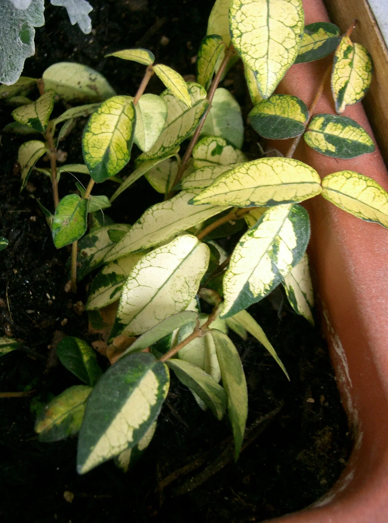 Yellow Star Jasmine (Trachelospermum Asiaticum) — scientifically known as Trachelospermum asiaticum; ground cover / shrub / vine for full or half
