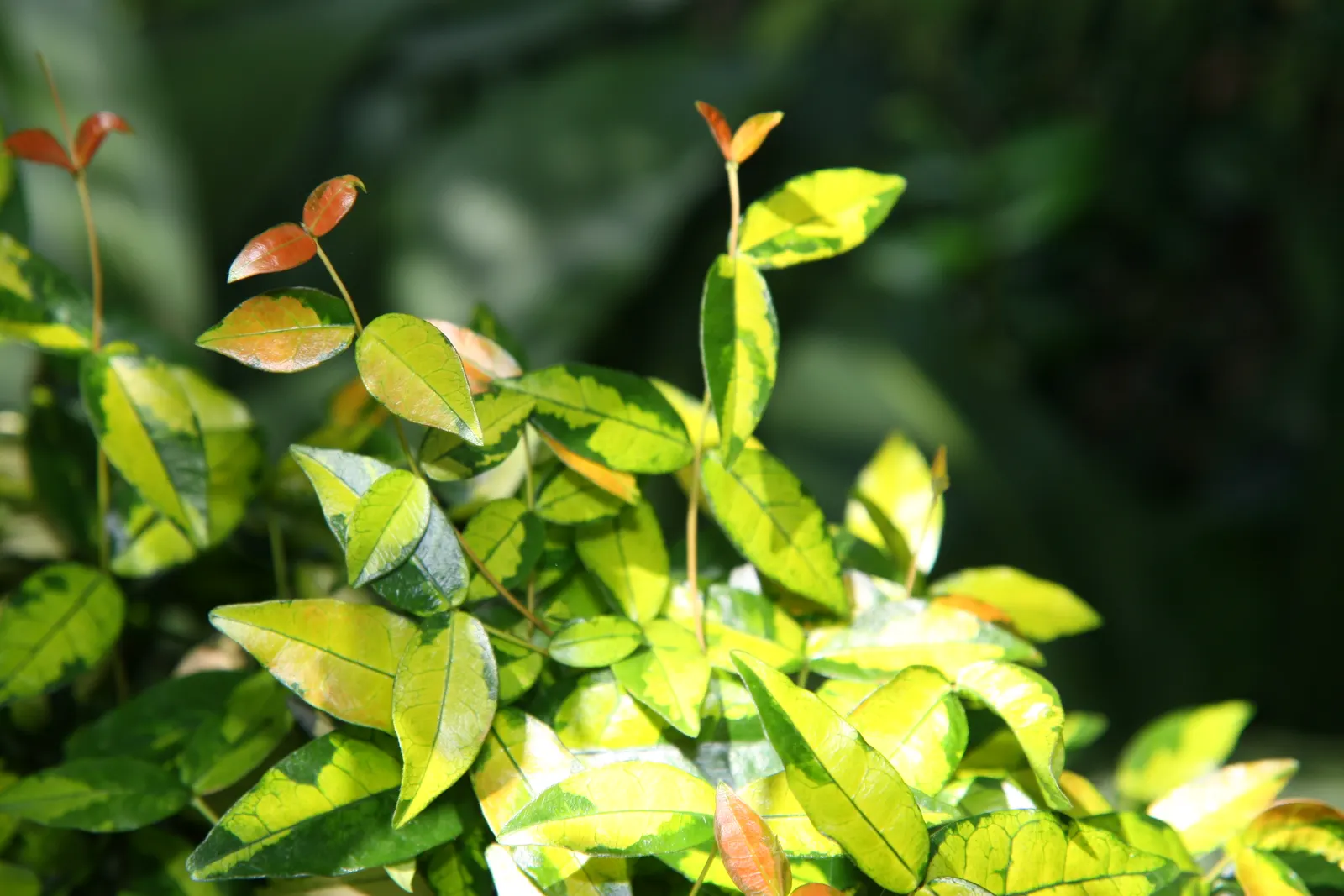 Yellow Star Jasmine (Trachelospermum Asiaticum) — it demonstrates moderate drought tolerance